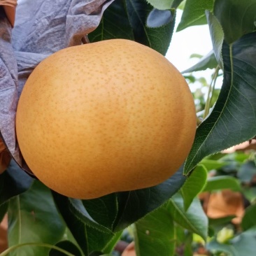 圆黄梨