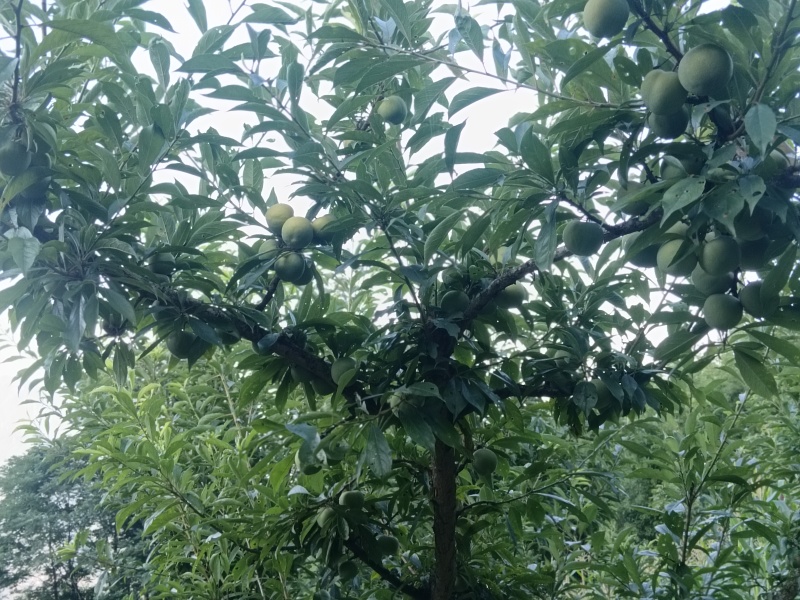 雷波聚农种植农民专业合作社（高山青脆李）