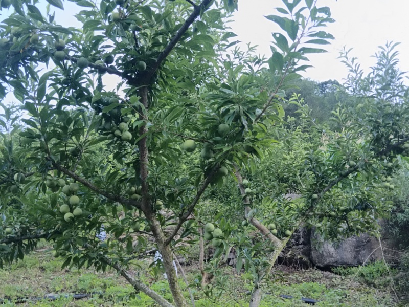 雷波聚农种植农民专业合作社（高山青脆李）