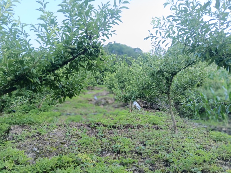 雷波聚农种植农民专业合作社（高山青脆李）