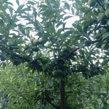 雷波聚农种植农民专业合作社（高山青脆李）