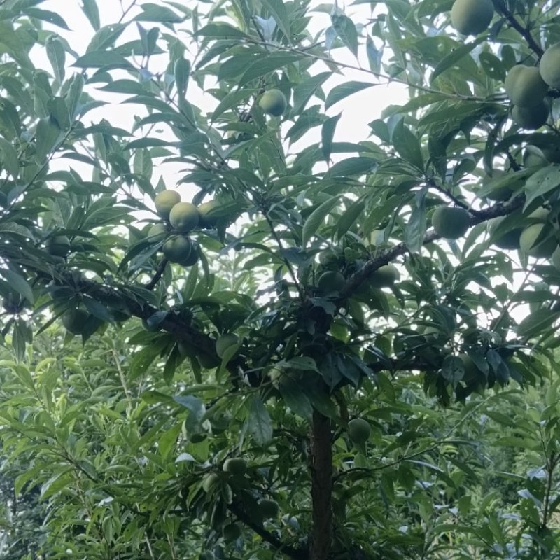 雷波聚农种植农民专业合作社（高山青脆李）
