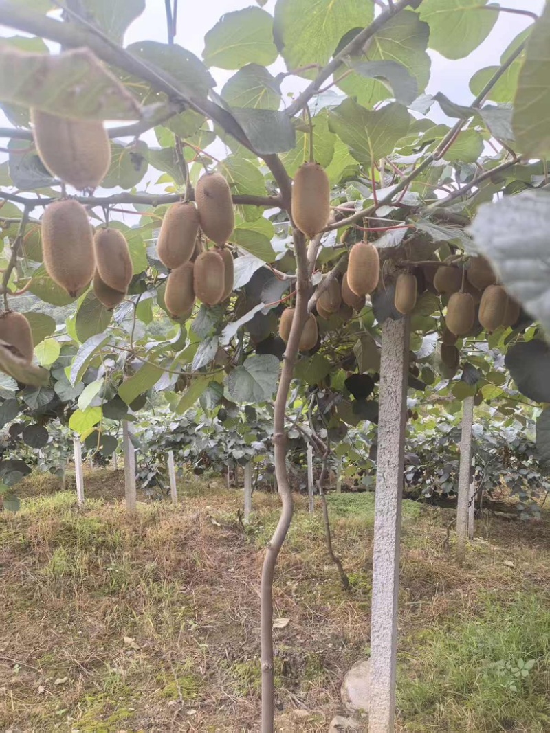 湖南湘西凤凰米良一号
