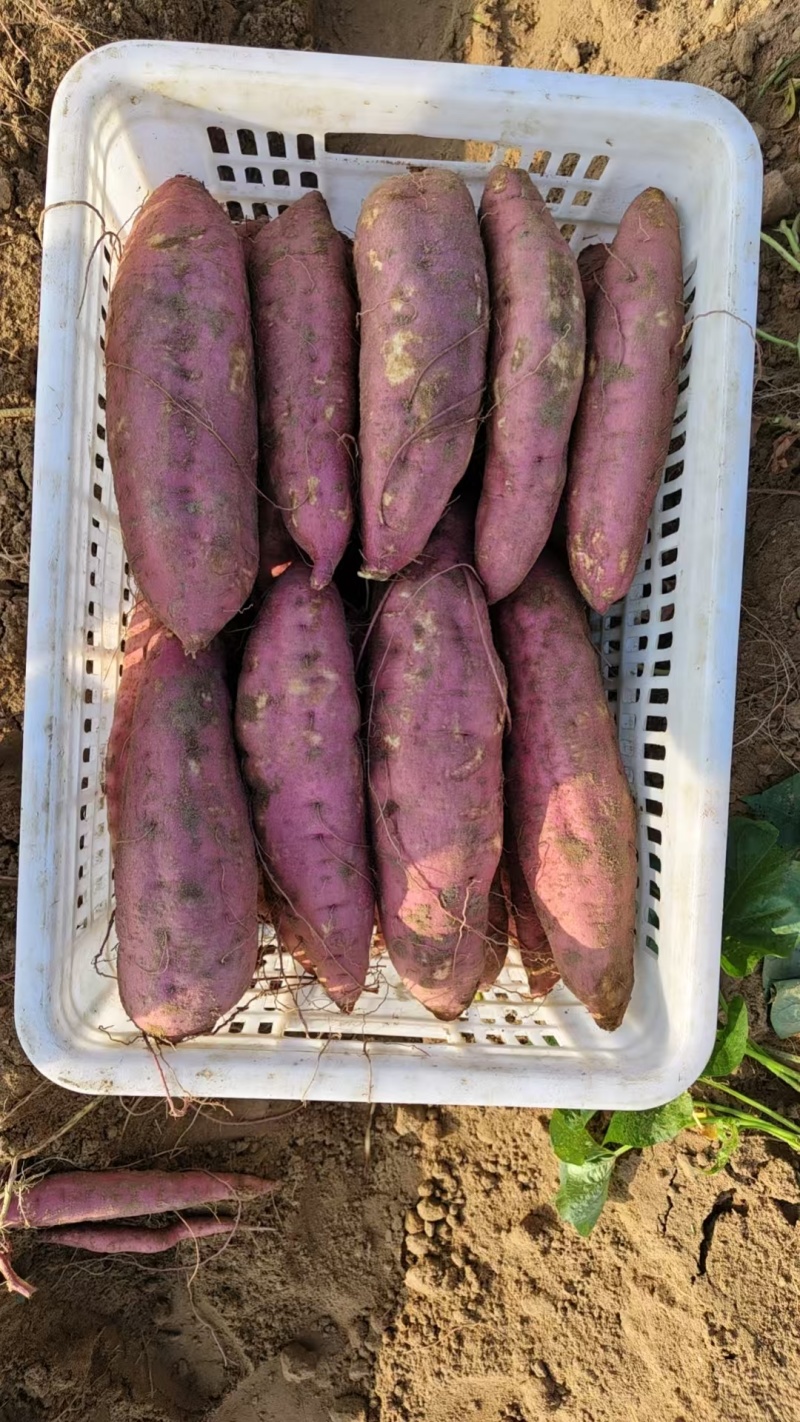 板栗红薯