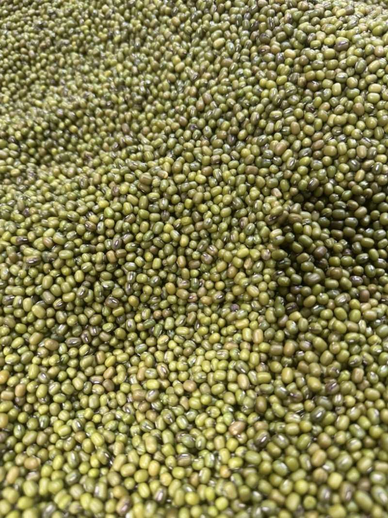 绿豆明绿豆好煮熟易出沙色泽好看质量有保证无铁豆