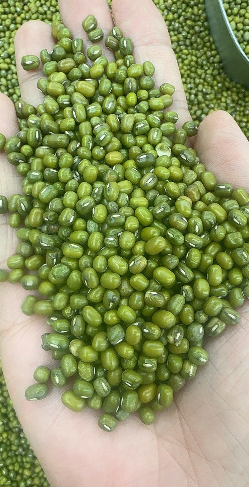 绿豆明绿豆好煮熟易出沙色泽好看质量有保证无铁豆