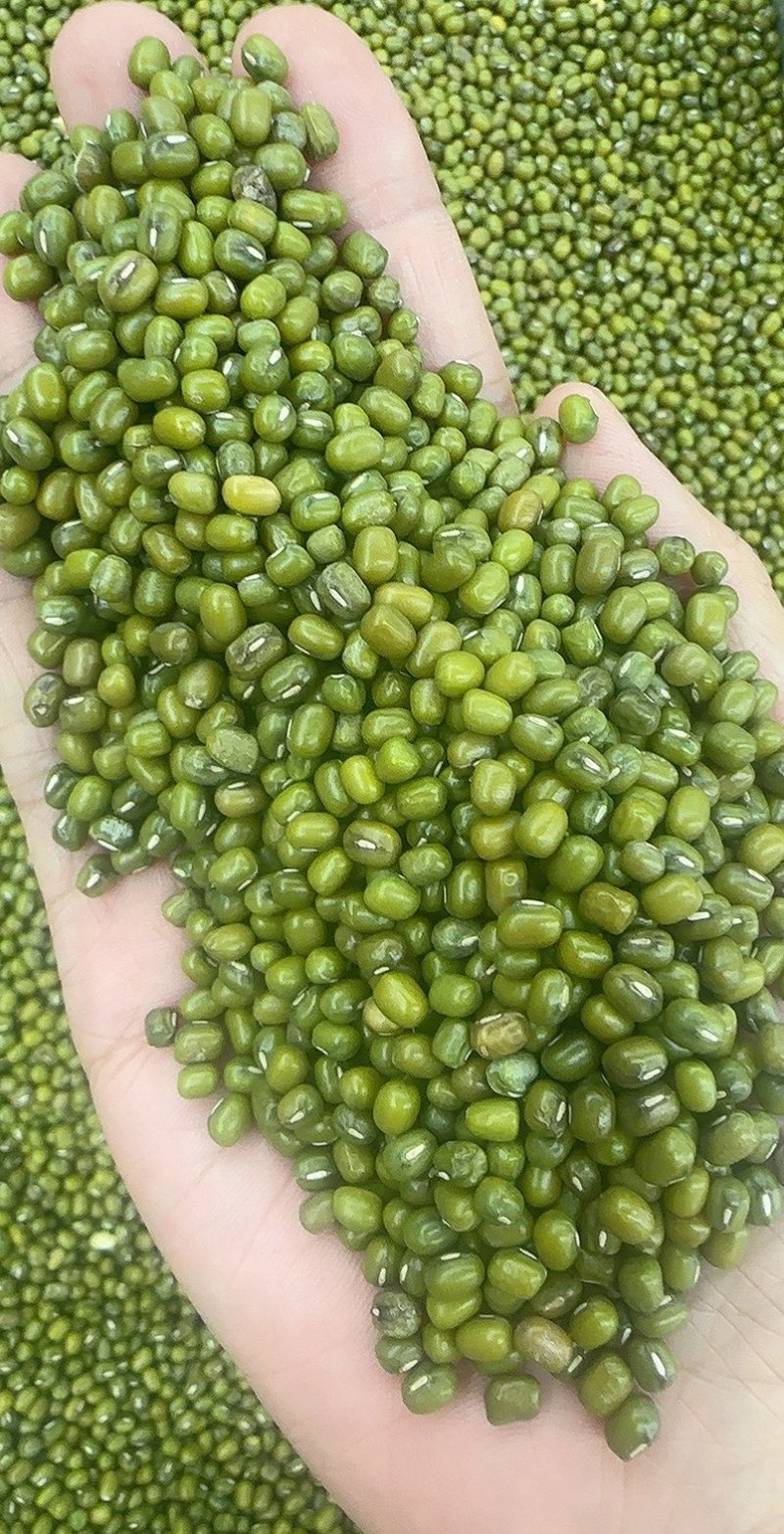 绿豆明绿豆好煮熟易出沙色泽好看质量有保证无铁豆