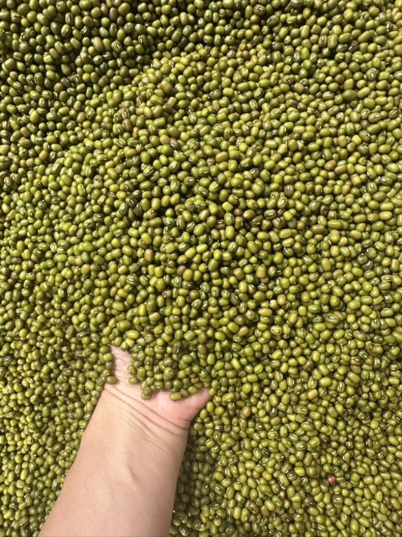 绿豆明绿豆好煮熟易出沙色泽好看质量有保证无铁豆