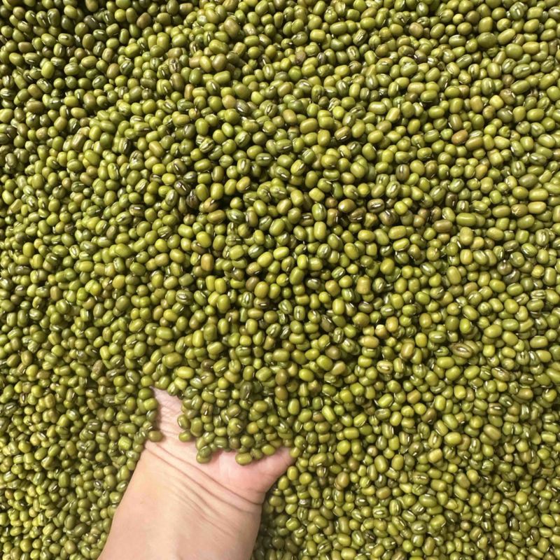 绿豆明绿豆好煮熟易出沙色泽好看质量有保证无铁豆