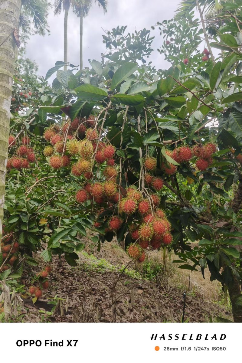 红毛丹