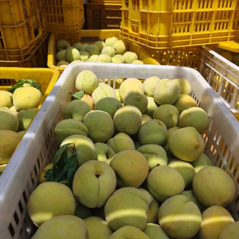 毛桃大量有货基地直供品质优新鲜现摘可视频看货欢迎咨询来电