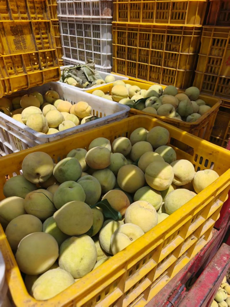 毛桃大量有货基地直供品质优新鲜现摘可视频看货欢迎咨询来电