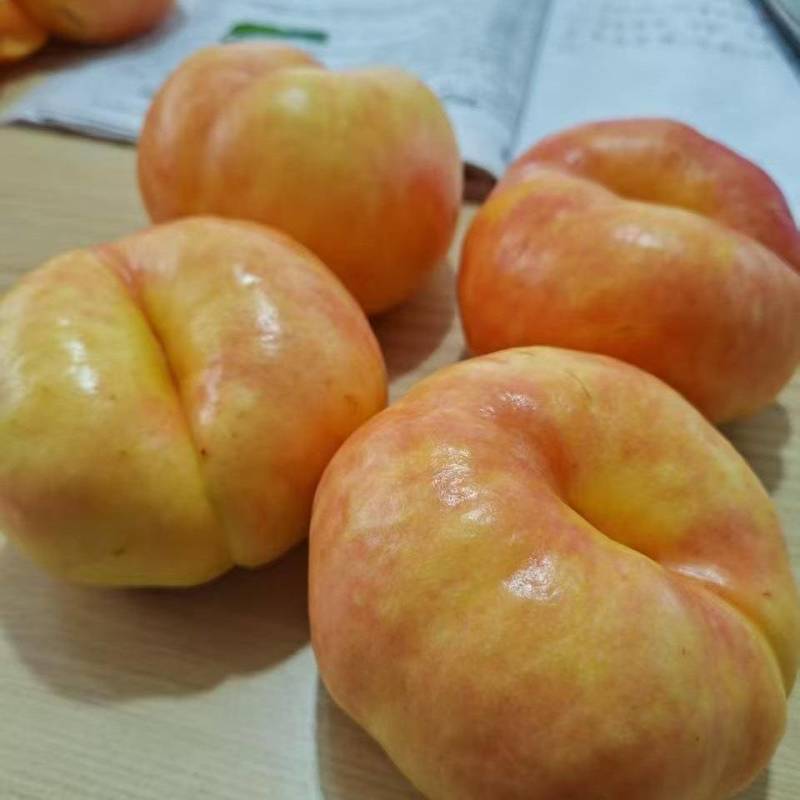 油蟠七