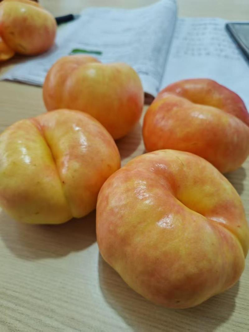 油蟠七