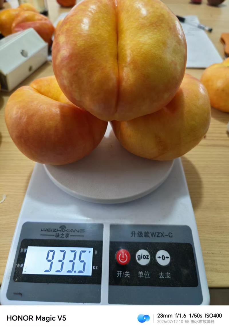 油蟠七