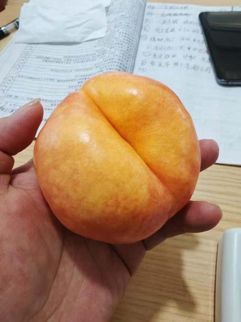 油蟠七