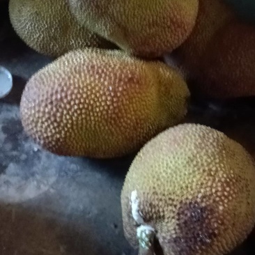 湿包菠萝蜜电商果