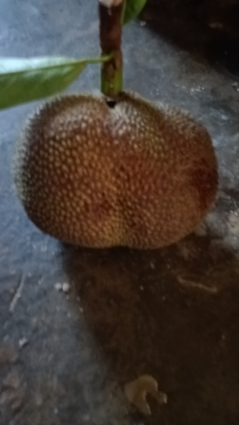湿包菠萝蜜电商果