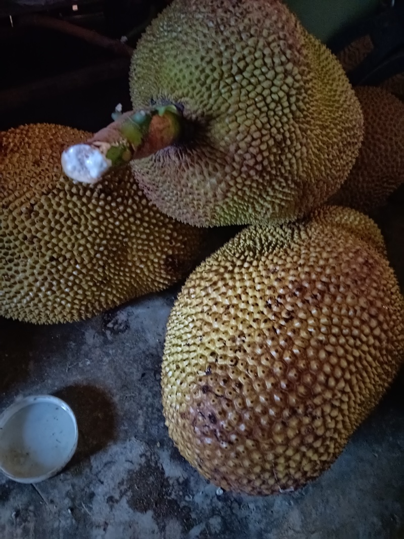 湿包菠萝蜜电商果