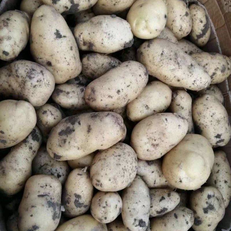 吉林实验1号土豆价格美丽质量大量供应市场商超电商来电询价