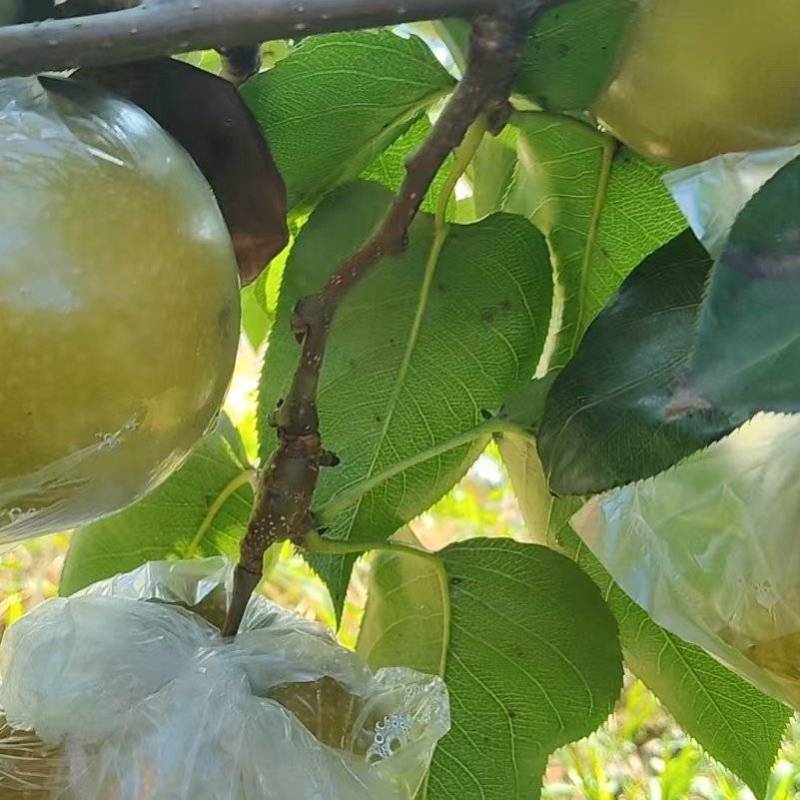 永川黄瓜山黄花梨成熟了