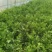 皇后芹菜