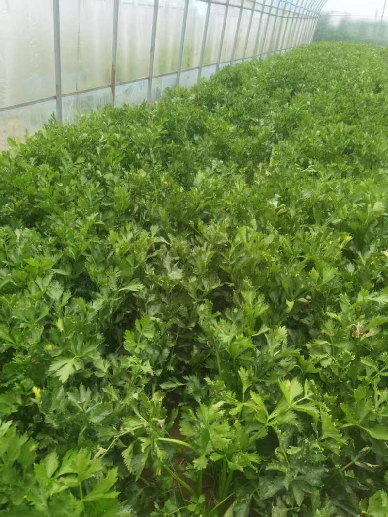 皇后芹菜