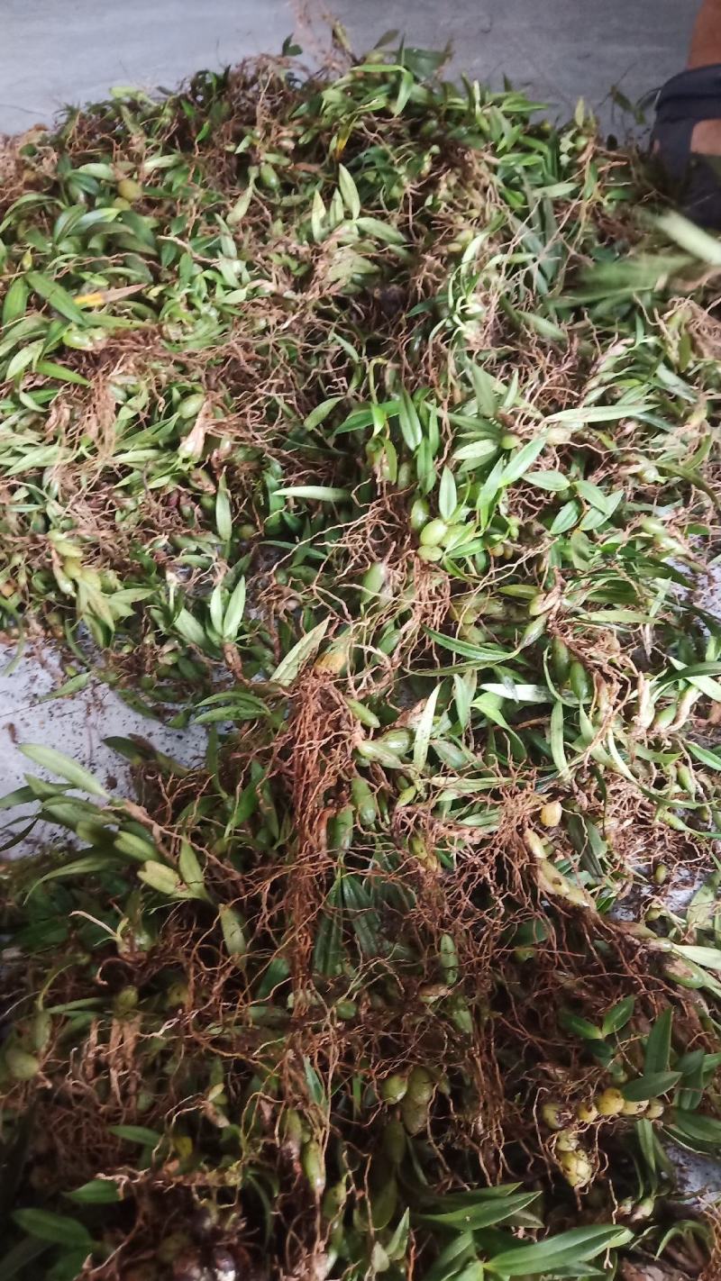 双叶小果