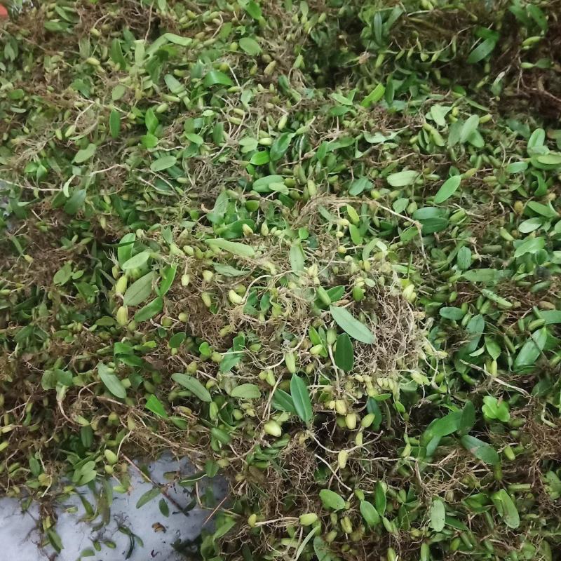 单叶小果石橄榄