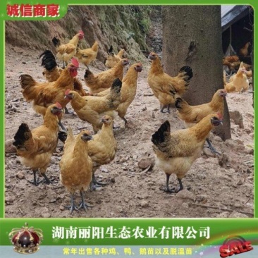 乌皮红冠土鸡苗金凤乌鸡苗黄毛乌鸡苗麻羽乌鸡苗