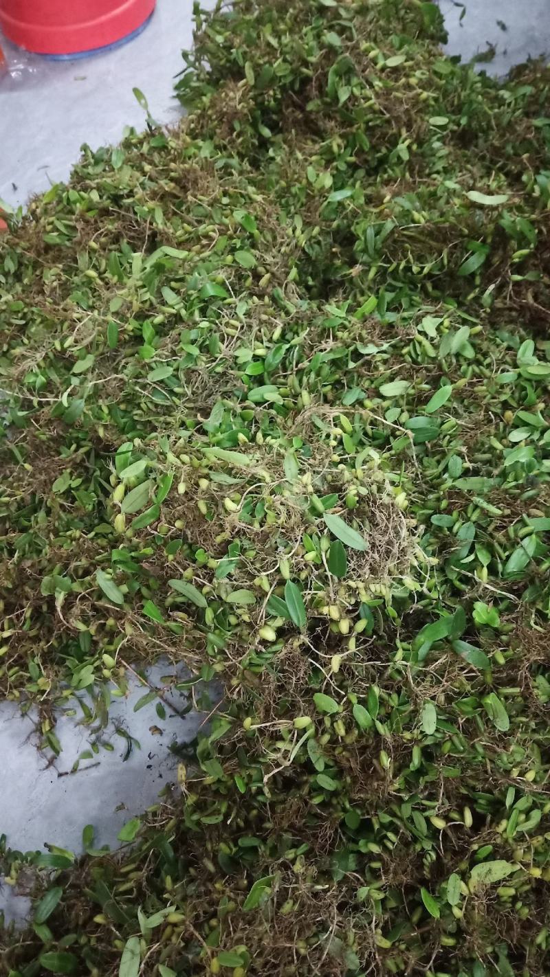 单叶小果石橄榄