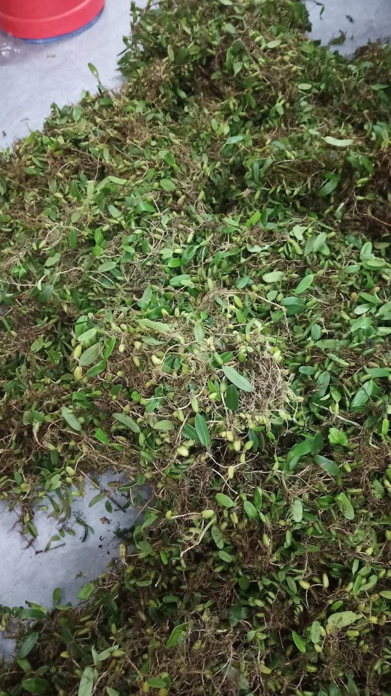 单叶小果石橄榄