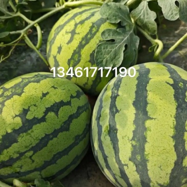 头茬西瓜美都8424(地头自提)***********