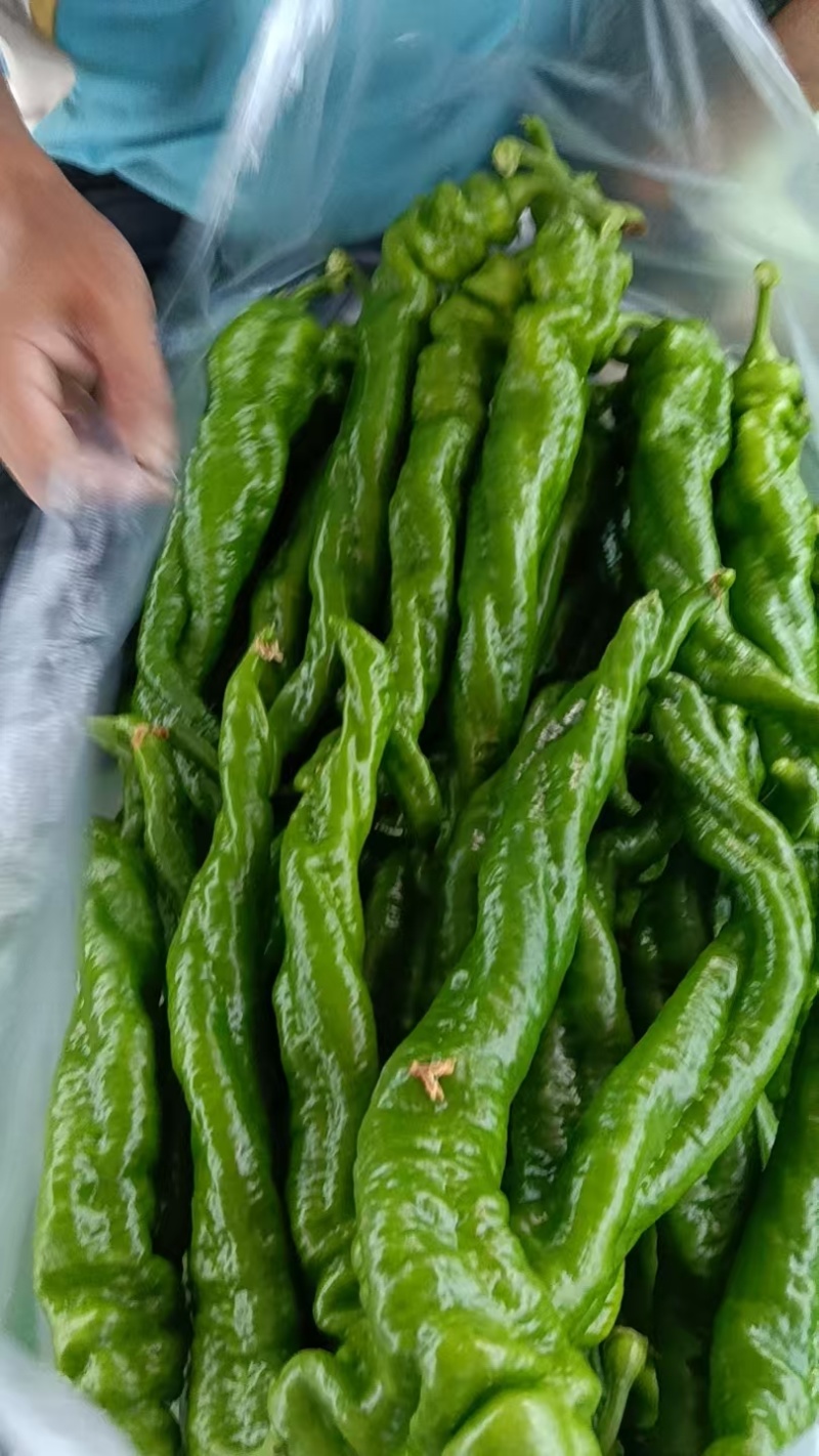 螺丝椒