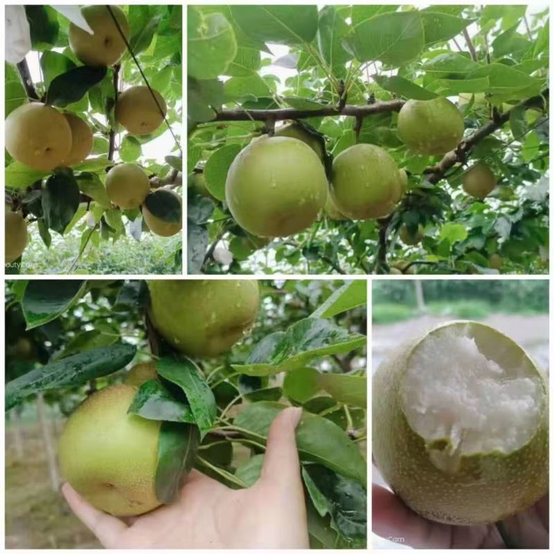 脆冠梨