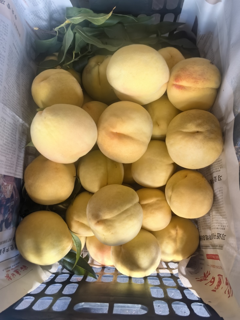 屏山红心黄桃