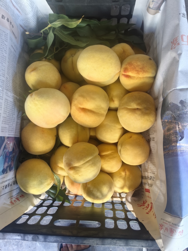 屏山红心黄桃