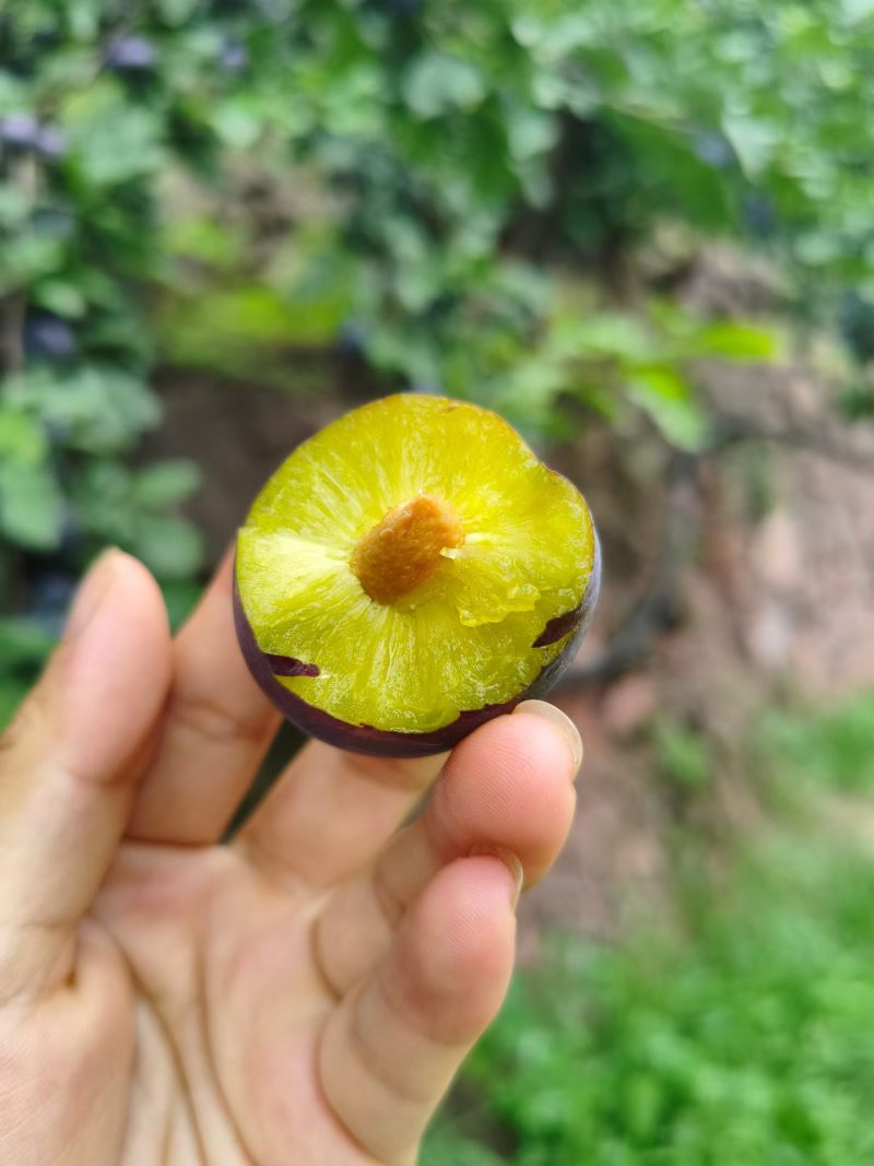 汉源西梅