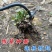 新款除草神器连根拔草工具园艺耙子除根锰钢小号手握式松土挖