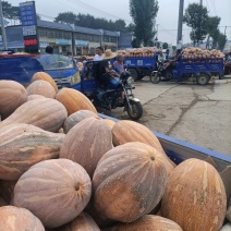 瓦岗丘陵地老南瓜