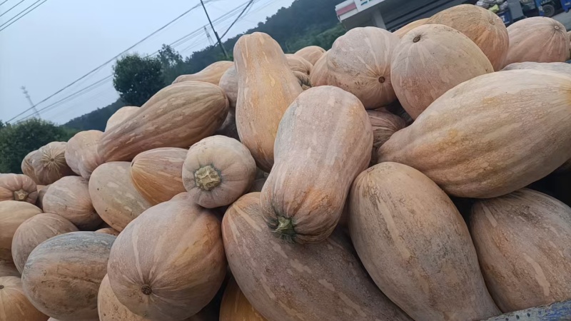 瓦岗丘陵地老南瓜