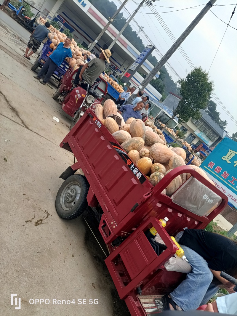 瓦岗丘陵地老南瓜