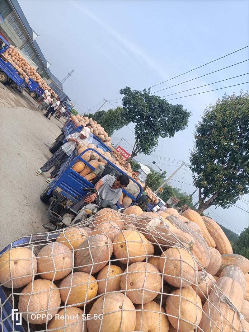 瓦岗丘陵地老南瓜