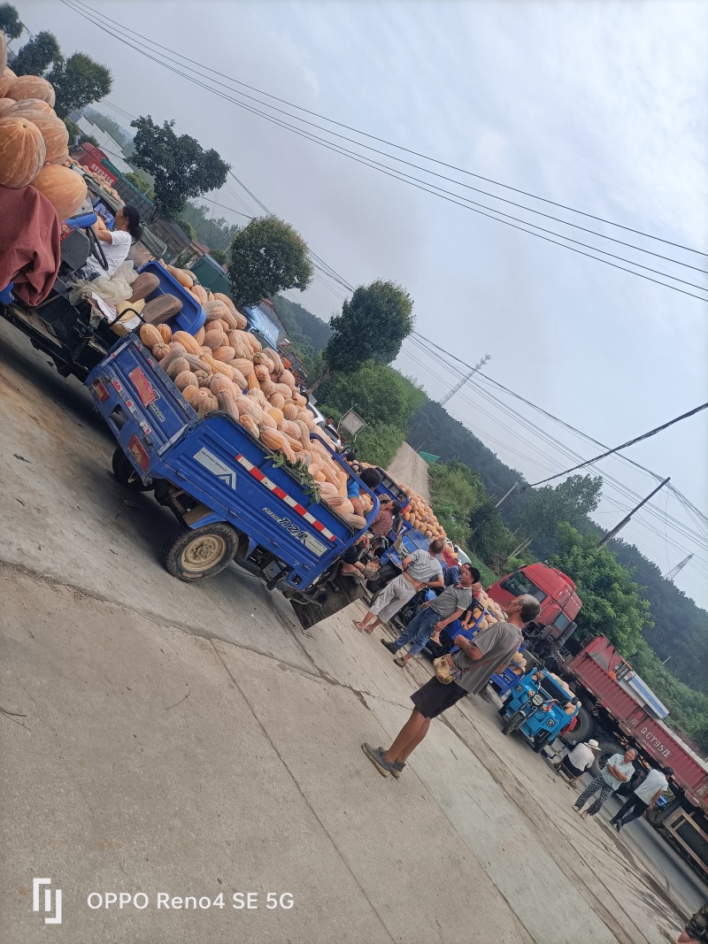 瓦岗丘陵地老南瓜