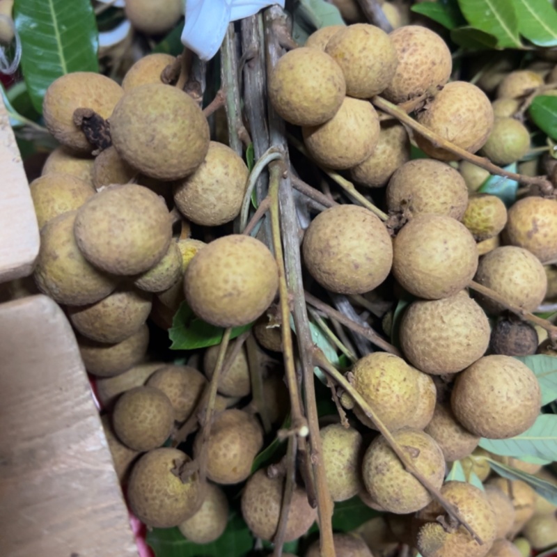 桂圆