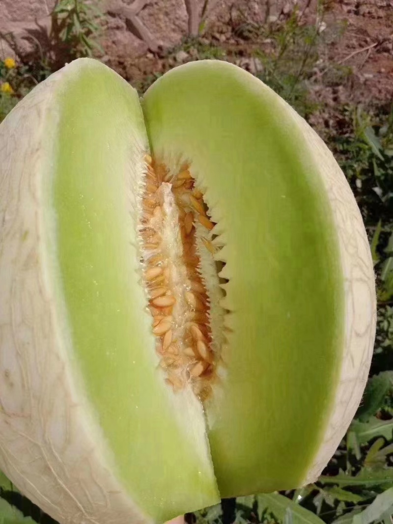 蜜瓜