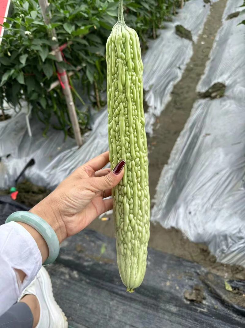 强雌苦瓜苗品种好产量高抗病好常年有苗子有种子苗厂直发