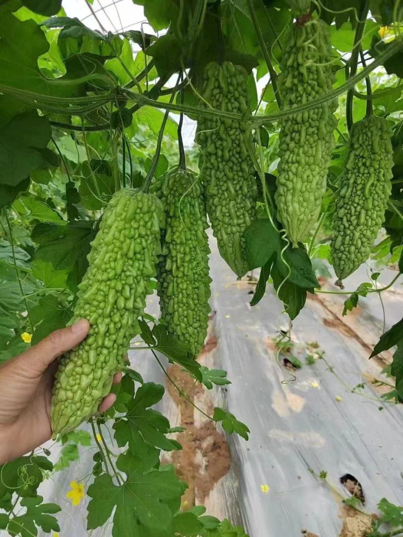 强雌苦瓜苗品种好产量高抗病好常年有苗子有种子苗厂直发