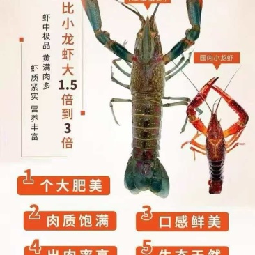 广东蓝龙龙虾产地直发/量大价优/欢迎咨询