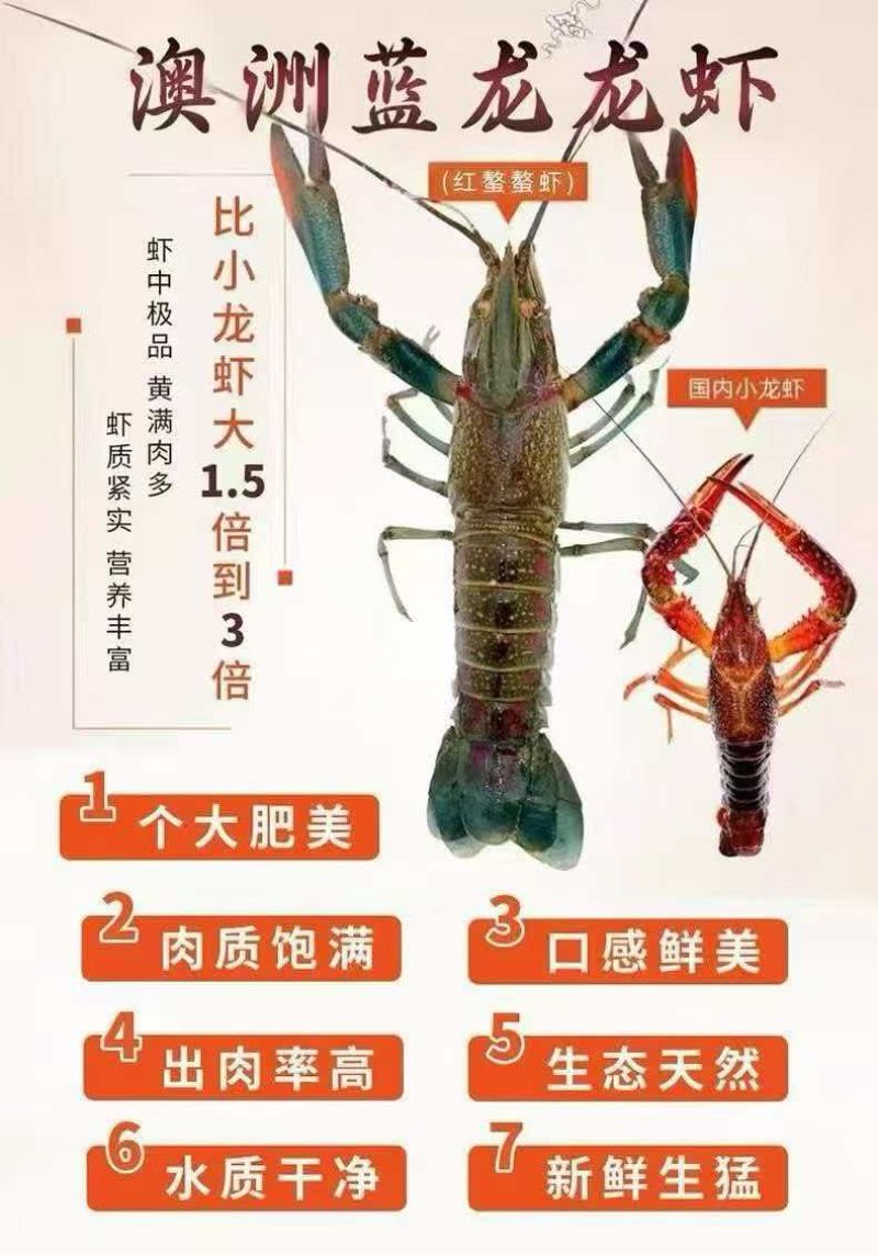 广东蓝龙龙虾产地直发/量大价优/欢迎咨询